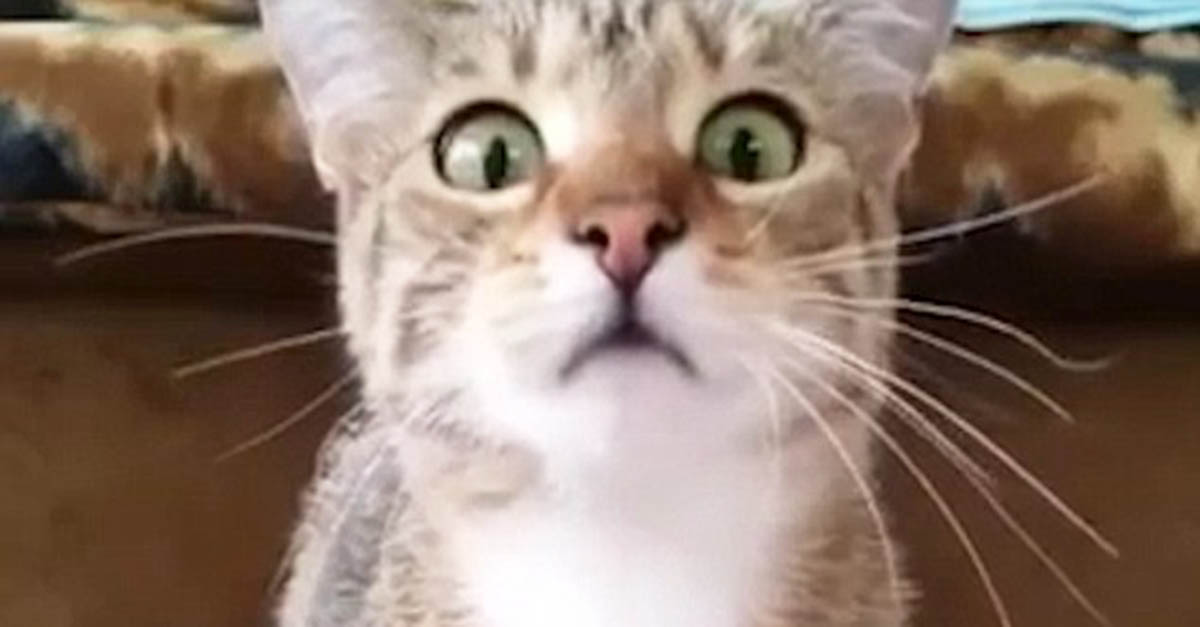 terrified cat Blank Meme Template