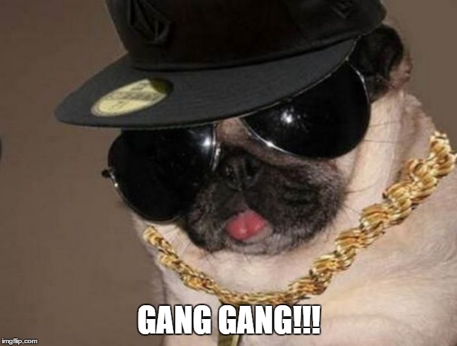Gangster Pug | GANG GANG!!! | image tagged in gangster pug | made w/ Imgflip meme maker