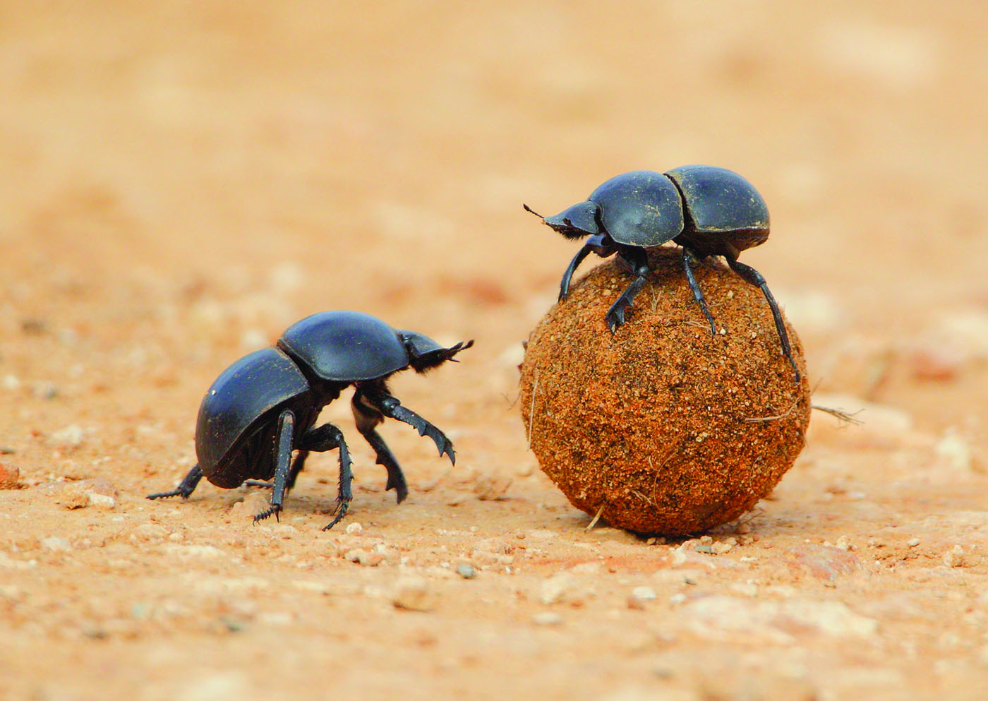 High Quality Dung beetle Blank Meme Template