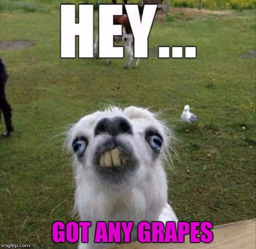 GOT ANY GRAPES | image tagged in grapes,llama | made w/ Imgflip meme maker