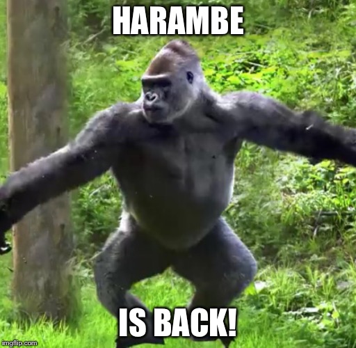HARAMBE; IS BACK! | image tagged in the new harambe | made w/ Imgflip meme maker
