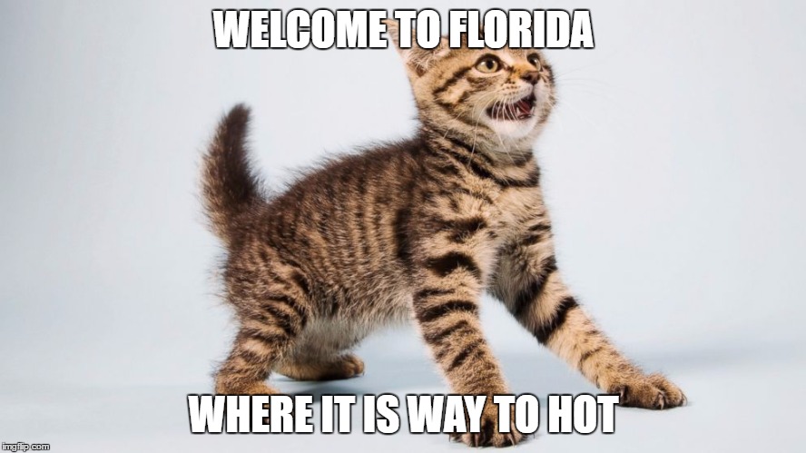 WELCOME TO FLORIDA; WHERE IT IS WAY TO HOT | image tagged in terrified cat | made w/ Imgflip meme maker