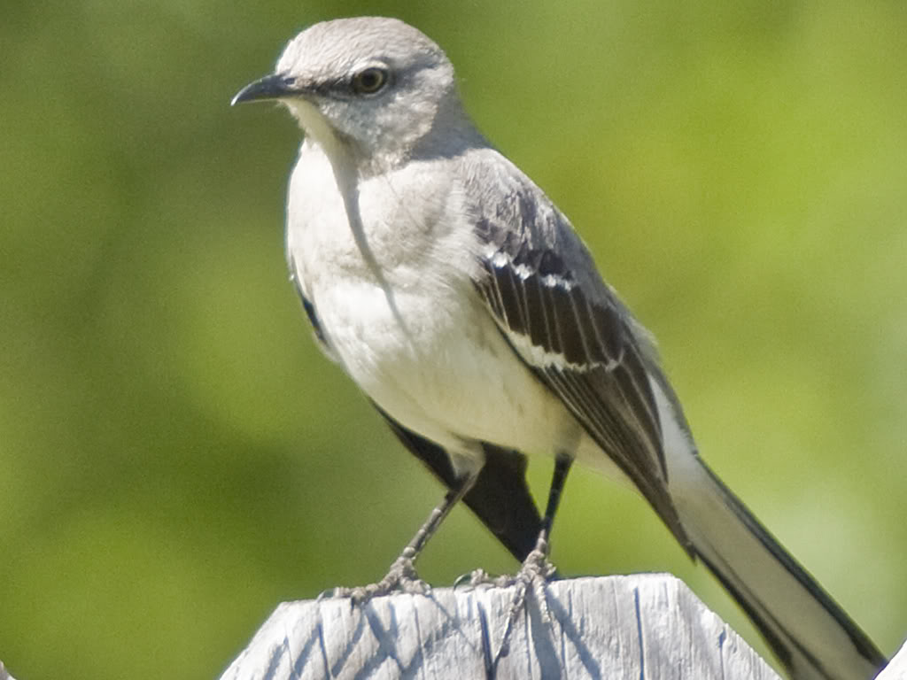 MOCKINGBIRD Blank Meme Template