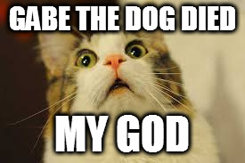  GABE THE DOG DIED; MY GOD | image tagged in surpised cat | made w/ Imgflip meme maker