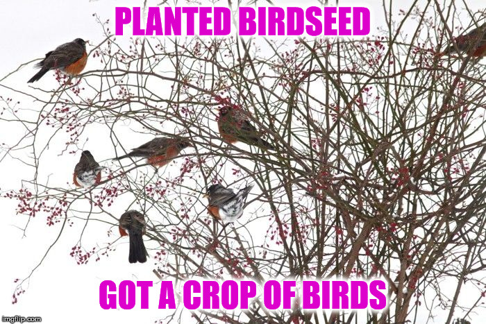 PLANTED BIRDSEED GOT A CROP OF BIRDS | made w/ Imgflip meme maker