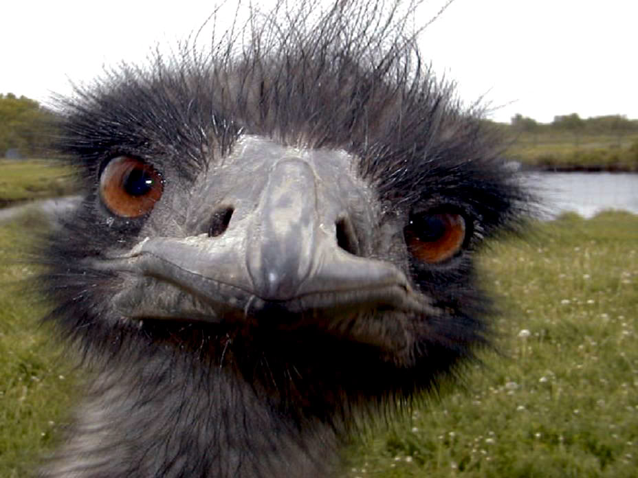 Emu face Blank Meme Template