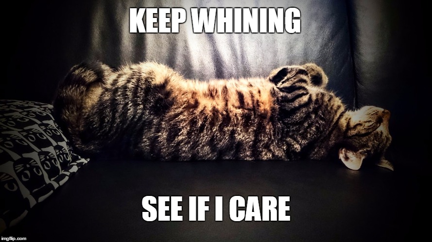 Careless cat | KEEP WHINING; SEE IF I CARE | image tagged in careless cat | made w/ Imgflip meme maker