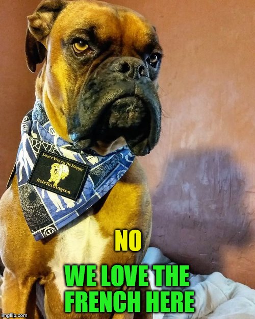 Grumpy Dog | NO WE LOVE THE FRENCH HERE | image tagged in grumpy dog | made w/ Imgflip meme maker