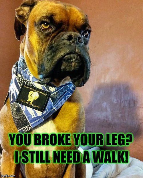 Grumpy Dog | YOU BROKE YOUR LEG? I STILL NEED A WALK! | image tagged in grumpy dog | made w/ Imgflip meme maker
