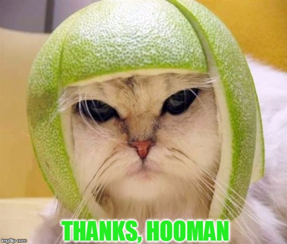 CUTEST CAT EVER WITH LIME PEEL ON HEAD! Fruit Week - A 123Guy Event - May 8-14 | THANKS, HOOMAN | image tagged in meme,cat,cute,funny,fruit week | made w/ Imgflip meme maker