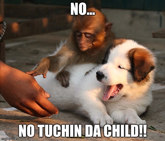 No touchin da child | NO... NO TUCHIN DA CHILD!! | image tagged in dog,undertale,monkey | made w/ Imgflip meme maker