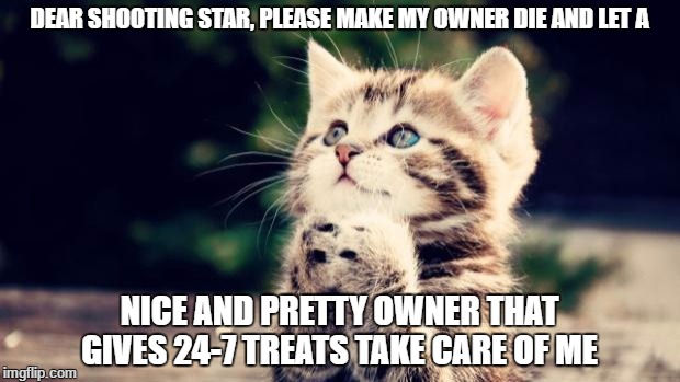 Cute kitten | DEAR SHOOTING STAR, PLEASE MAKE MY OWNER DIE AND LET A; NICE AND PRETTY OWNER THAT GIVES 24-7 TREATS TAKE CARE OF ME | image tagged in cute kitten | made w/ Imgflip meme maker