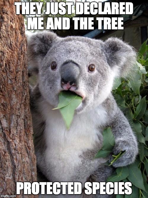Surprised Koala | THEY JUST DECLARED ME AND THE TREE; PROTECTED SPECIES | image tagged in memes,surprised koala | made w/ Imgflip meme maker
