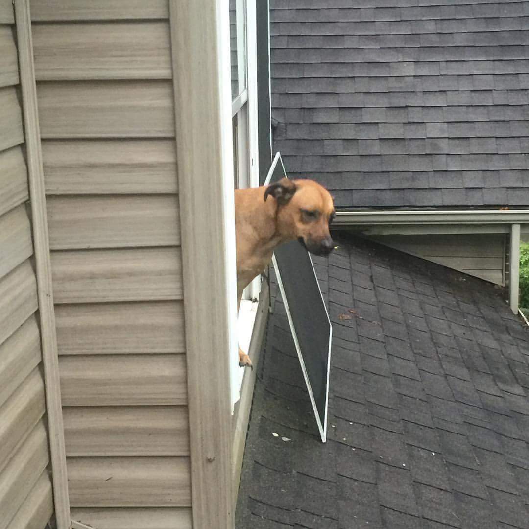 High Quality Roofer Blank Meme Template