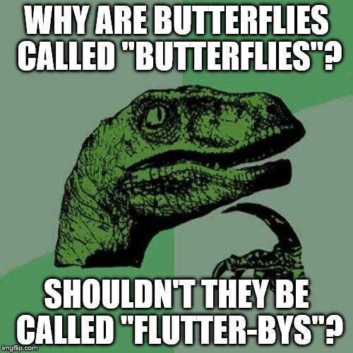 Philosoraptor | WHY ARE BUTTERFLIES CALLED "BUTTERFLIES"? SHOULDN'T THEY BE CALLED "FLUTTER-BYS"? | image tagged in memes,philosoraptor | made w/ Imgflip meme maker