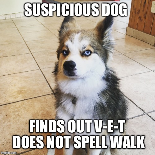 Arlo dog | SUSPICIOUS DOG; FINDS OUT V-E-T DOES NOT SPELL WALK | image tagged in arlo dog | made w/ Imgflip meme maker