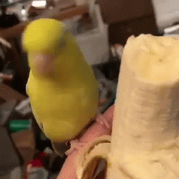 image tagged in gifs | made w/ Imgflip video-to-gif maker