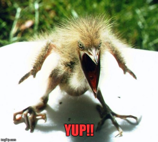 Angry bird | YUP!! | image tagged in angry bird | made w/ Imgflip meme maker