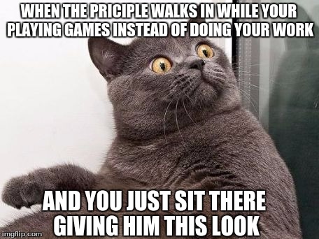 BUSTED! | WHEN THE PRICIPLE WALKS IN WHILE YOUR PLAYING GAMES INSTEAD OF DOING YOUR WORK; AND YOU JUST SIT THERE GIVING HIM THIS LOOK | image tagged in cat | made w/ Imgflip meme maker