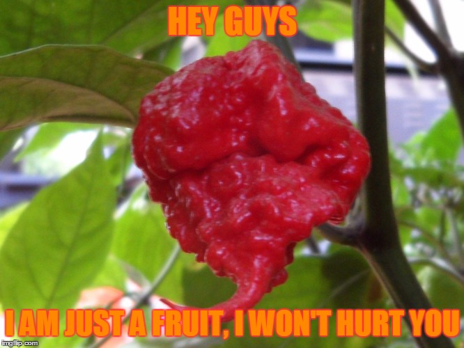 123GUY's Fruit week event: Yes I have tried it.....once | HEY GUYS; I AM JUST A FRUIT, I WON'T HURT YOU | image tagged in carolina reaper,fruit week | made w/ Imgflip meme maker