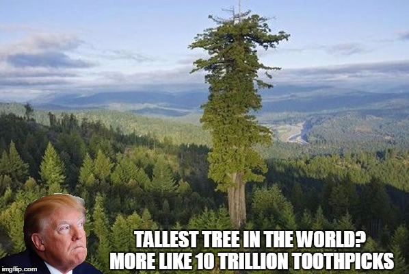 Trump discovers Hyperion | TALLEST TREE IN THE WORLD? MORE LIKE 10 TRILLION TOOTHPICKS | image tagged in donald trump,trees_oxygen,memes,so true memes,environment | made w/ Imgflip meme maker