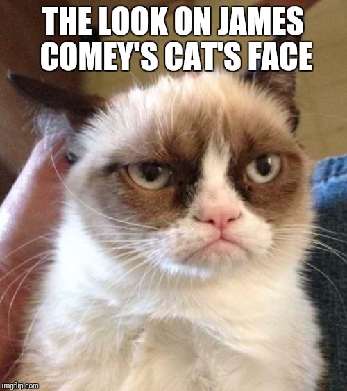 Grumpy Cat Reverse Meme | THE LOOK ON JAMES COMEY'S CAT'S FACE | image tagged in memes,grumpy cat reverse,grumpy cat | made w/ Imgflip meme maker