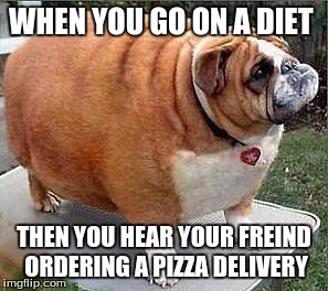 Fat Diet | WHEN YOU GO ON A DIET; THEN YOU HEAR YOUR FREIND ORDERING A PIZZA DELIVERY | image tagged in dog,fat | made w/ Imgflip meme maker