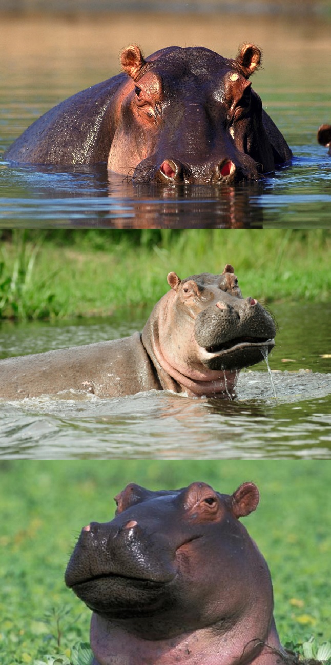 Bad Pun Hippo Blank Meme Template