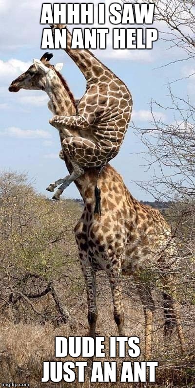 ant | AHHH I SAW AN ANT HELP; DUDE ITS JUST AN ANT | image tagged in funny giraffe | made w/ Imgflip meme maker