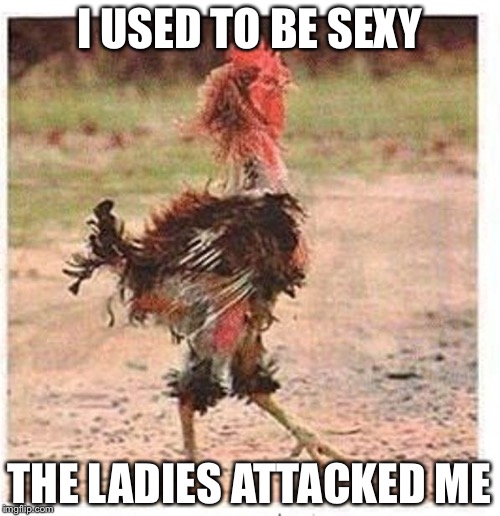 mangled chicken | I USED TO BE SEXY; THE LADIES ATTACKED ME | image tagged in mangled chicken | made w/ Imgflip meme maker
