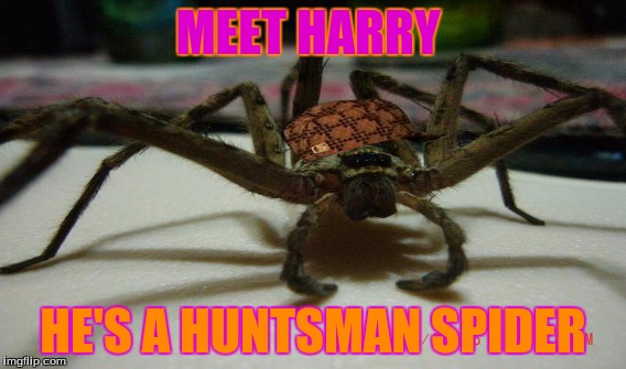 Harry is very nice | MEET HARRY; HE'S A HUNTSMAN SPIDER | image tagged in harry potter | made w/ Imgflip meme maker