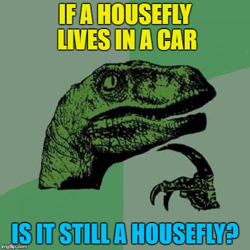 Or a horsefly living on a donkey... :) | IF A HOUSEFLY LIVES IN A CAR; IS IT STILL A HOUSEFLY? | image tagged in memes,philosoraptor,animals,housefly | made w/ Imgflip meme maker