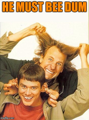 DUMB and dumber | HE MUST BEE DUM | image tagged in dumb and dumber | made w/ Imgflip meme maker
