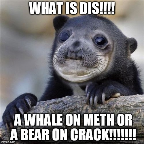 Awakward Moment Bear | WHAT IS DIS!!!! A WHALE ON METH OR A BEAR ON CRACK!!!!!!! | image tagged in awakward moment bear | made w/ Imgflip meme maker