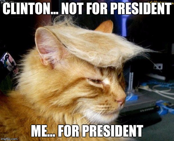 donald trump cat | CLINTON... NOT FOR PRESIDENT; ME... FOR PRESIDENT | image tagged in donald trump cat | made w/ Imgflip meme maker