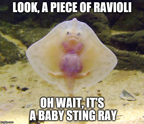 Stingrays look like ravioli~ | LOOK, A PIECE OF RAVIOLI; OH WAIT, IT'S A BABY STING RAY | image tagged in memes,stingray photobomb,animals | made w/ Imgflip meme maker