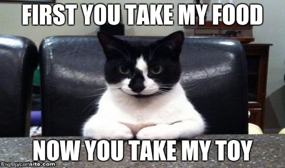 cat | FIRST YOU TAKE MY FOOD; NOW YOU TAKE MY TOY | image tagged in cats | made w/ Imgflip meme maker