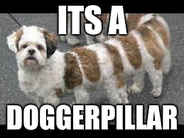 ITS A; DOGGERPILLAR | image tagged in puns | made w/ Imgflip meme maker