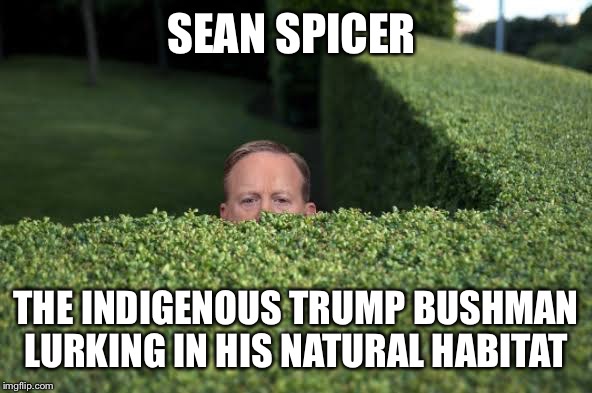 Camera sensitive Sean Spicer photographed in his preferred bush habitat  | SEAN SPICER; THE INDIGENOUS TRUMP BUSHMAN LURKING IN HIS NATURAL HABITAT | image tagged in memes,sean spicer,white house,funny,politics | made w/ Imgflip meme maker