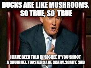 Donald Trump | DUCKS ARE LIKE MUSHROOMS, SO TRUE, SO  TRUE; I HAVE BEEN TOLD IN SECRET, IF YOU SHOOT A SQUIRREL, TOASTERS ARE SCARY, SCARY. SAD | image tagged in donald trump | made w/ Imgflip meme maker