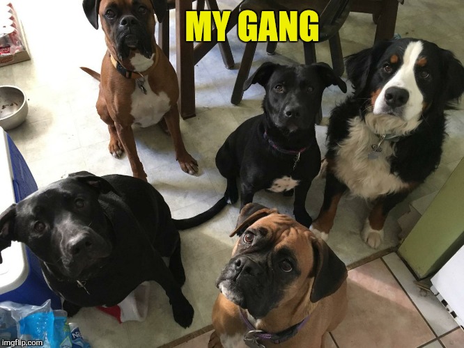 MY GANG | made w/ Imgflip meme maker