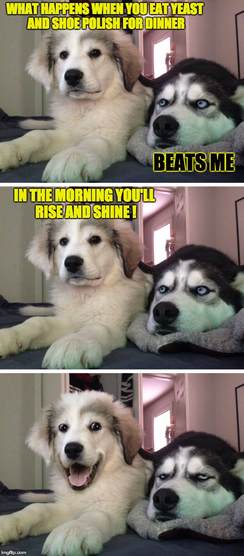 Clean joke of the day dogs | WHAT HAPPENS WHEN YOU EAT YEAST AND SHOE POLISH FOR DINNER; BEATS ME; IN THE MORNING YOU'LL RISE AND SHINE ! | image tagged in bad pun dogs | made w/ Imgflip meme maker