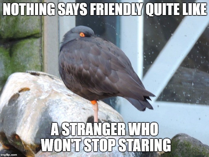 NOTHING SAYS FRIENDLY QUITE LIKE; A STRANGER WHO WON'T STOP STARING | image tagged in i'm watching you | made w/ Imgflip meme maker