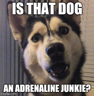 IS THAT DOG AN ADRENALINE JUNKIE? | made w/ Imgflip meme maker