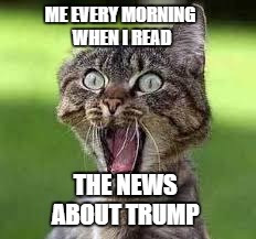 trump cat | ME EVERY MORNING WHEN I READ; THE NEWS ABOUT TRUMP | image tagged in news,trump,cat | made w/ Imgflip meme maker