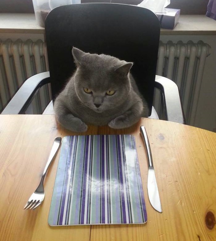 Hungry Cat Etiquette Blank Meme Template