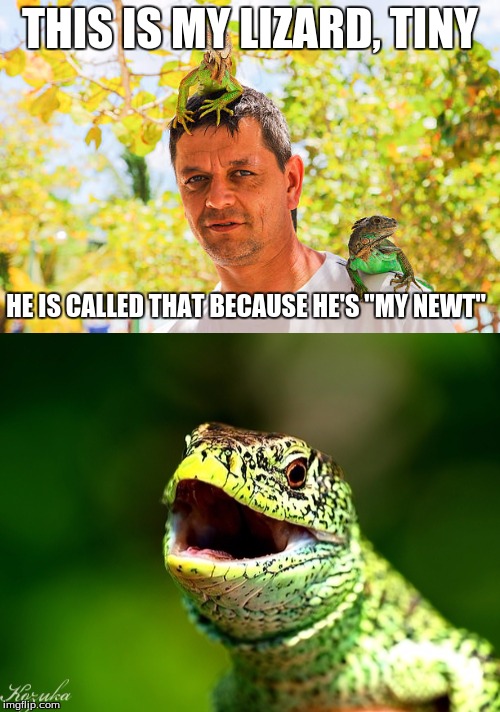 Read it out loud... | THIS IS MY LIZARD, TINY; HE IS CALLED THAT BECAUSE HE'S "MY NEWT" | image tagged in puns | made w/ Imgflip meme maker