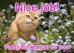 Meow flowers | Nice job! Pretty flowers just for you! | image tagged in meow flowers | made w/ Imgflip meme maker