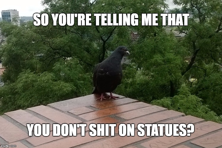 SO YOU'RE TELLING ME THAT; YOU DON'T SHIT ON STATUES? | image tagged in skeptical baby,birds,bird,pigeon | made w/ Imgflip meme maker