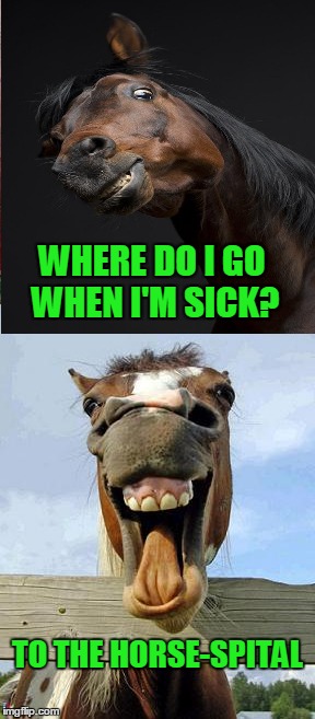 WHERE DO I GO WHEN I'M SICK? TO THE HORSE-SPITAL | made w/ Imgflip meme maker